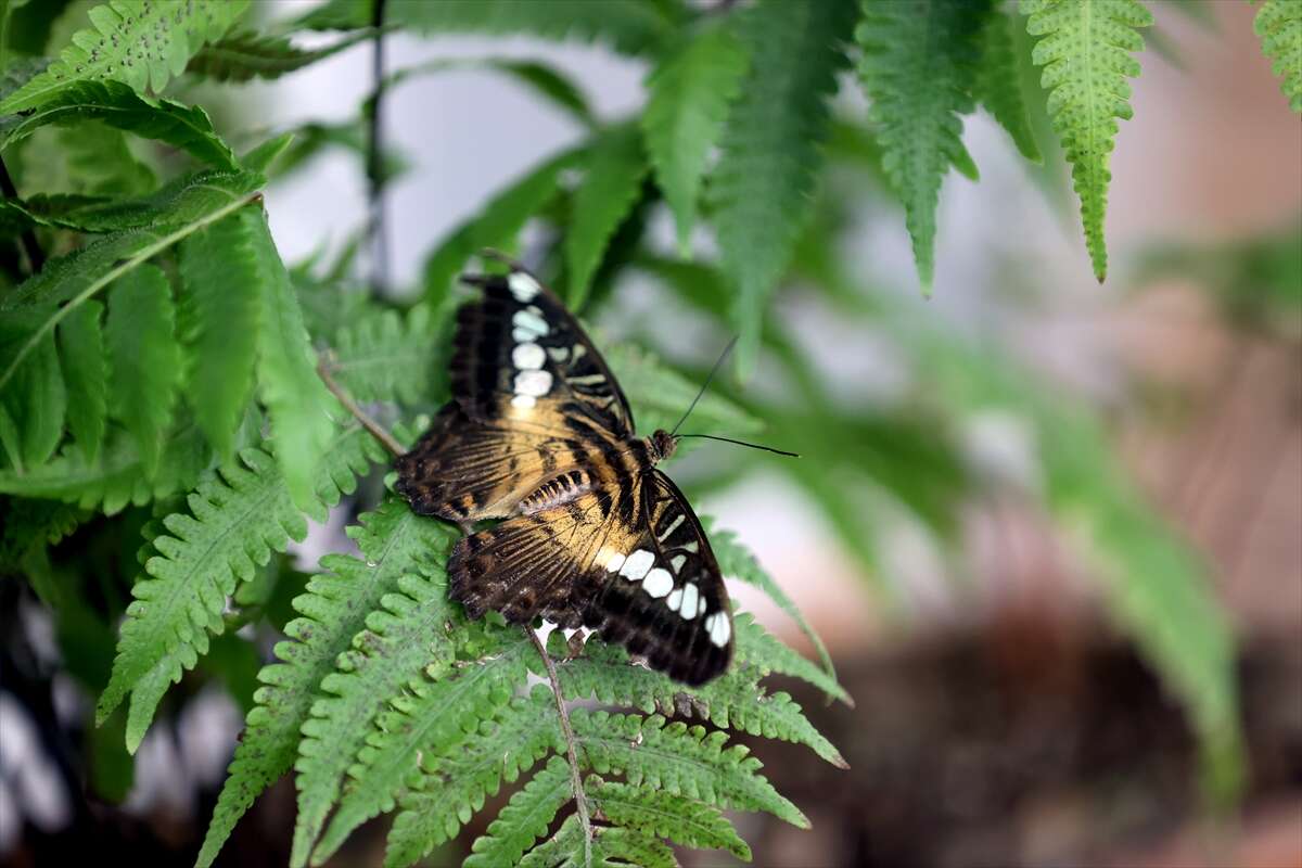 Şebi Arus için gelenler Konya’nın ünlü mekanında huzur bulacak 18